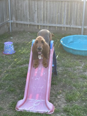 Photo of Gumbo