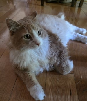 Photo of Tiny