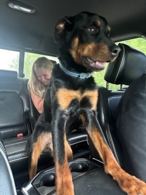 Photo of Bear