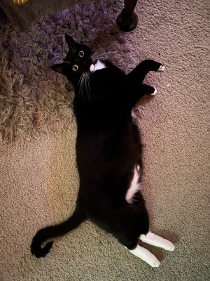 Photo of Capone
