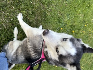 Photo of Luna