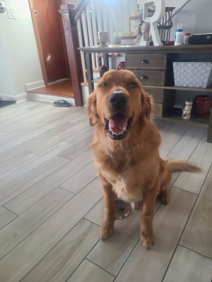 Photo of Koda