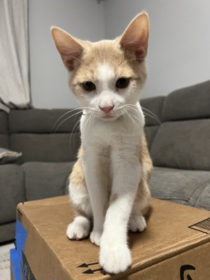 Photo of Kitten 1