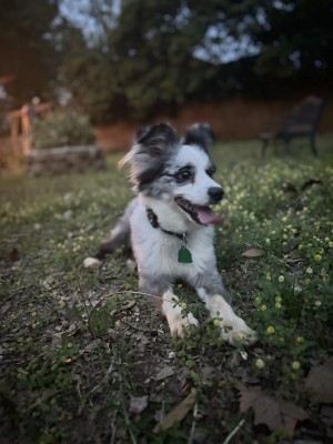 Photo of Sooki