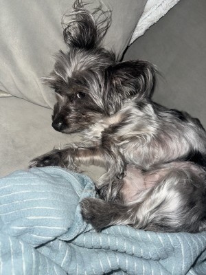 Photo of Frankie