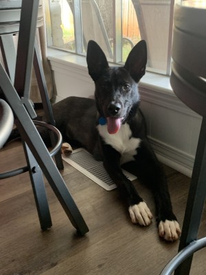 Photo of Luna