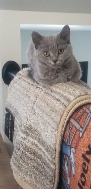Photo of Scout