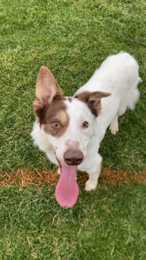 Photo of Charlie