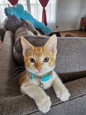 Photo of Kitty