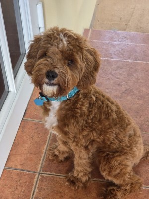 Photo of Luca