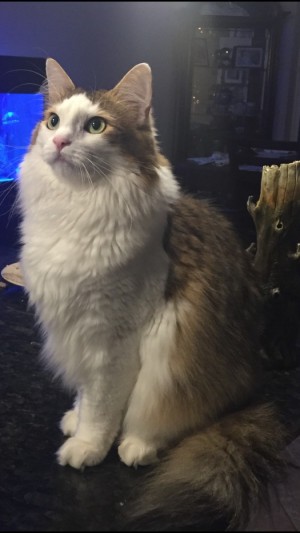 Photo of Tyson
