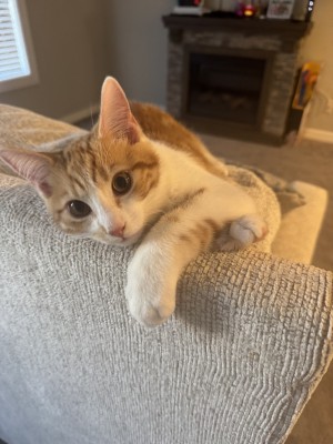 Photo of Mittens