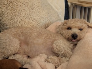 Photo of Cinnamon