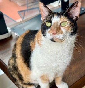 Photo of Pippa