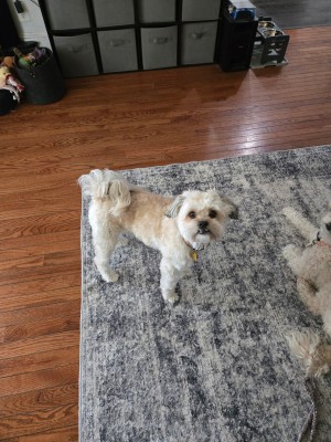 Photo of Cooper