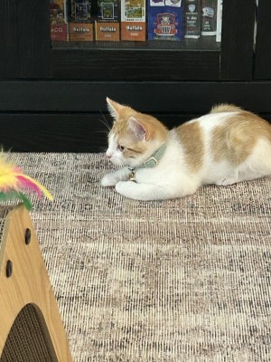 Photo of Maverick And Maximus