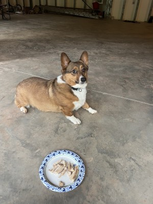 Photo of Bonnie