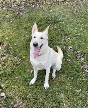 Photo of Kumo