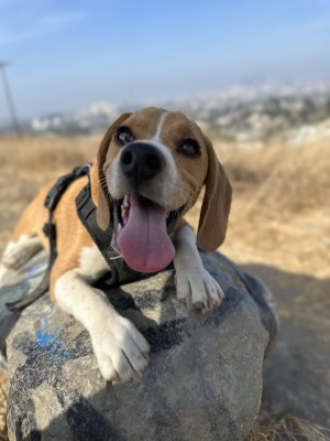 Photo of Tobby