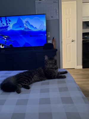 Photo of Simba