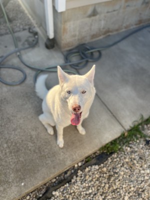 Photo of Koko