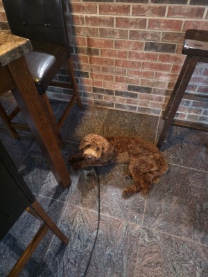 Photo of Cooper