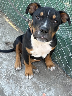 Photo of Raider