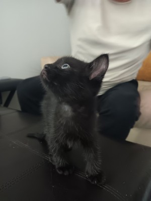 Photo of Pepper