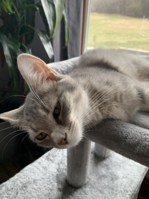 Photo of Luna