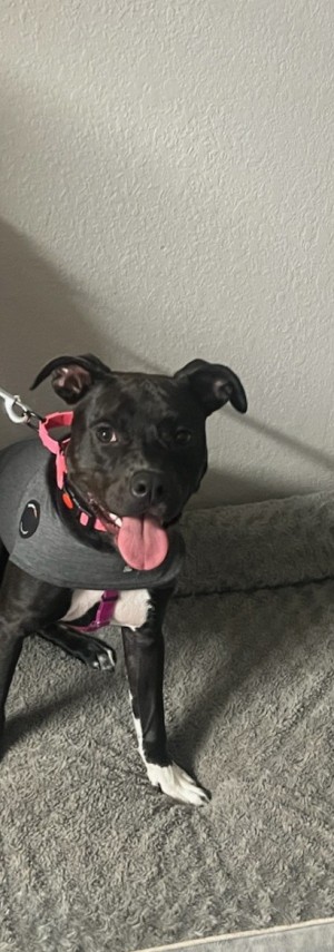 Photo of Lacey