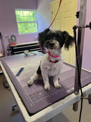 Photo of Oreo