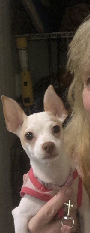 Photo of Harley Quinn