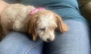Photo of Gidget