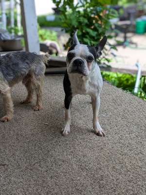 Photo of Willow