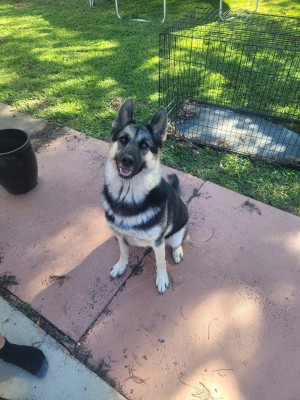Photo of Luna