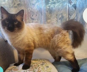 Photo of Gizmo
