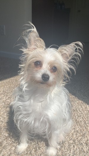 Photo of Jingles