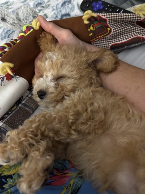 Photo of Maple