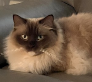 Photo of Snuggles Belle