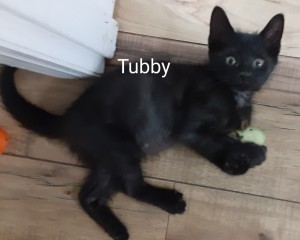 Photo of Tubby, Tippy And Tiny