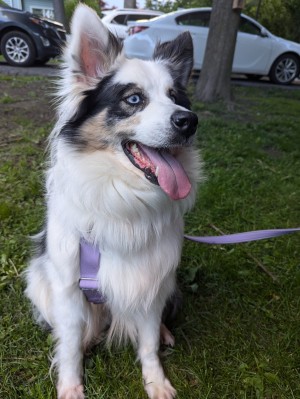 Photo of Gypsy