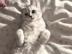 Photo of Snowflake