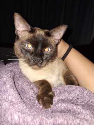 Photo of Nala