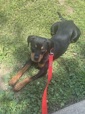 Photo of Roscoe