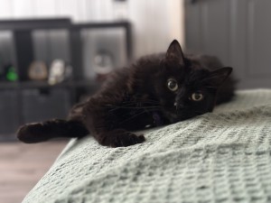 Photo of Luna
