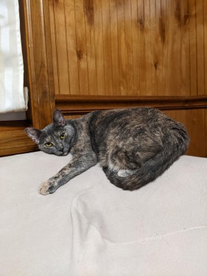 Photo of Mouse