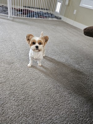 Photo of Pumpkin