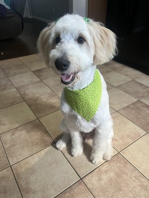 Photo of Pickles