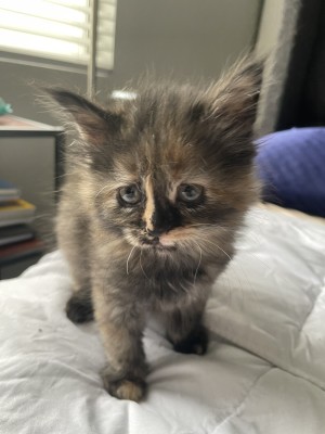 Photo of Buttercup