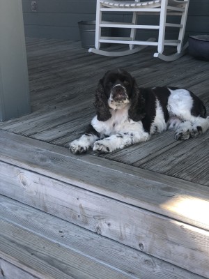 Photo of Milo